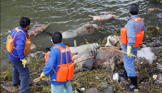 Sudah 8.354 Babi Mati di Sungai Shanghai