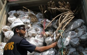 DJBC Hadang Daging Diduga Virus Sapi Gila