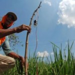 Petani Tewas Tersengat Listrik Jebakan Tikus