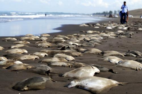 Mendadak Ikan Pari Mati Massal di Meksiko