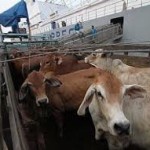 Pemerintah Juga Impor Sapi Australia Siap Potong