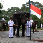 Peringatan HUT RI, Gajah Kibarkan Sang Merah Putih