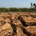 Kekeringan Jatim Picu 257 Hektare Sawah Puso