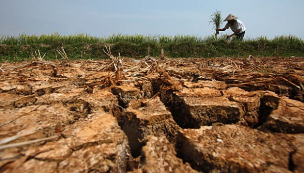 Kekeringan Jatim Picu 257 Hektare Sawah Puso