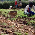 Petani Kentang Batu Merugi Berharap Hujan