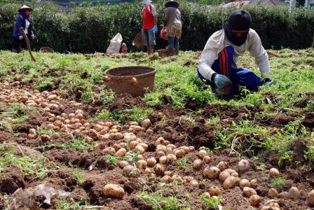 Petani Kentang Batu Merugi Berharap Hujan