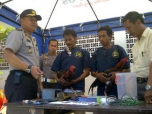 Polsek Kenjeran Tangkap Penjudi Sabung Ayam