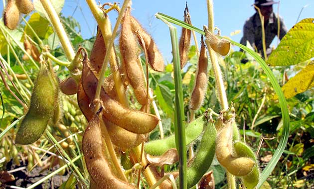 Harga Tinggi, Petani Kedelai di Bojonegoro Ketiban Berkah