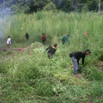 Polisi Temukan Ladang Ganja Senilai Rp 4,2 Miliar di Aceh Besar