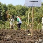 Ratusan Pelajar Tanam 30 Ribu Mangrove Pamurbaya