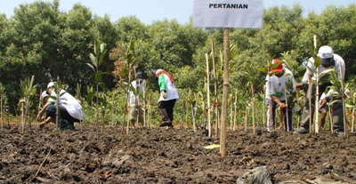 Ratusan Pelajar Tanam 30 Ribu Mangrove Pamurbaya