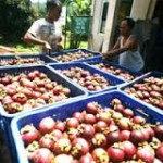 Lebak kembangkan durian, rambutan, manggis, dan pisang