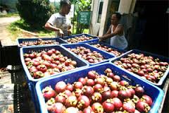 Lebak kembangkan durian, rambutan, manggis, dan pisang