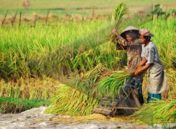 Presiden terpilih harus Perhatikan Pertanian