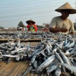 Makan Ikan cegah gangguan pendengaran