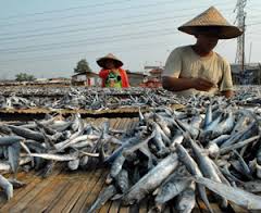 Makan Ikan cegah gangguan pendengaran