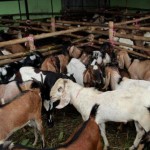 Penjualan Kambing dan Sapi Anjlok