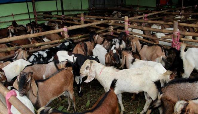 Penjualan Kambing dan Sapi Anjlok