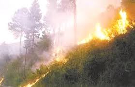 Hutan Gunung Lawu Terbakar lagi