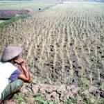 Tanaman Sawah saat Nya di Asuransikan