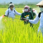 Banyuwangi Memperoleh pupuk urea bersubsidi 60.623 ton pada 2021