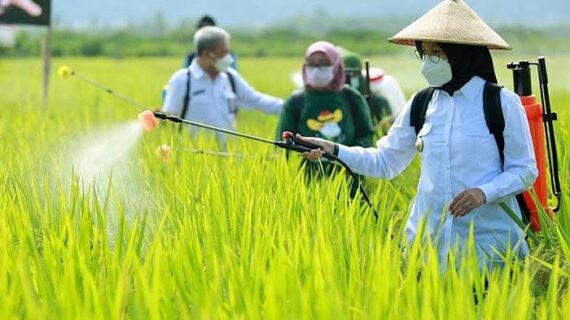 Banyuwangi Memperoleh pupuk urea bersubsidi 60.623 ton pada 2021