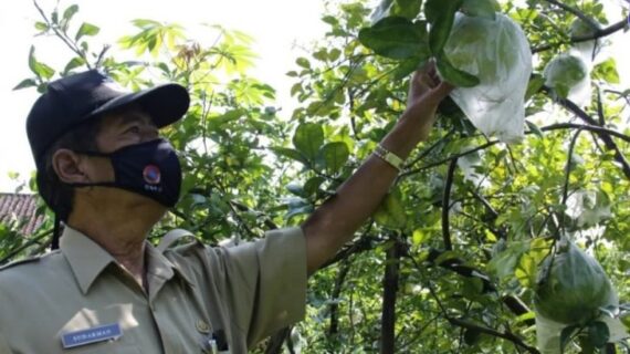 Magetan angkat jeruk jawa jadi komoditas unggulan