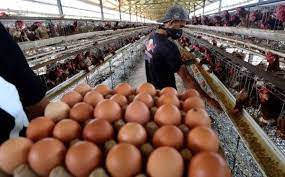 Harga Telur Ayam Turun, Jatim Deflasi 0,11 Persen