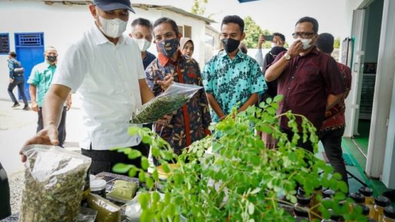 Produk industri daun kelor didukung penuh Menteri Koperasi dan UKM