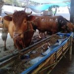 Stok Daging Aman Ramadhan hingga Idul Fitri, RPH Surabaya siapkan 8 ton daging