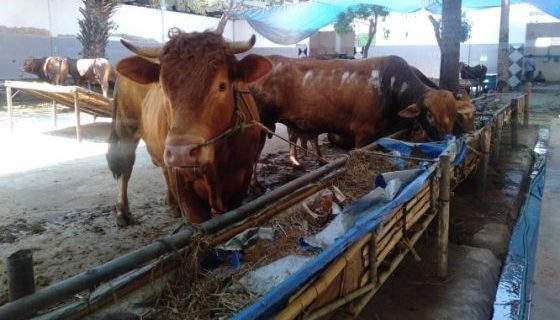 Stok Daging Aman Ramadhan hingga Idul Fitri, RPH Surabaya siapkan 8 ton daging