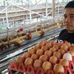 Awal Ramadhan, Harga telur ayam di tingkat peternak Jatim terus naik