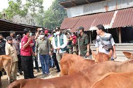 Bupati Abdul Latif minta peternak sapi tidak panik hadapi wabah PMK