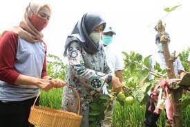 Ribuan anak muda Banyuwangi daftar program Jagoan Tani