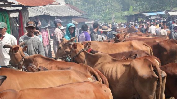 Pemkab Bangkalan Antisipasi Wabah PMK Dan  Tidak Ada Rencana Lockdown Pasar Hewan