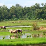 Pemkab Bangkalan  Optimis Capai Target Karena Produksi Padi Melimpah,