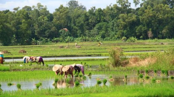 Pemkab Bangkalan  Optimis Capai Target Karena Produksi Padi Melimpah,