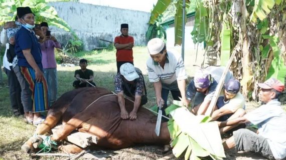 Bupati Abdul Latif  Salurkan 36 Hewan Kurban