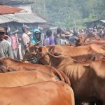 Pemkab Bangkalan Atur ketat Penyaluran Hewan Qurban akibat Wabah PMK