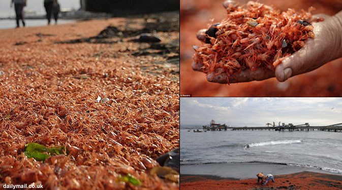 Ribuan Udang Mati Mendadak di Pantai Cile