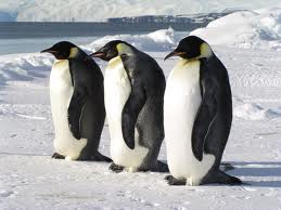 10 Pinguin Tambah Koleksi Taman Safari Prigen