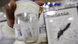 Kasus Malaria di Indonesia Masih Tinggi