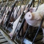 Ternak Babi di AS Diberi Pakan Limbah Ganja