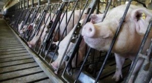Ternak Babi di AS Diberi Pakan Limbah Ganja