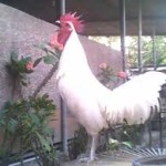 300 Ayam Ketawa Berkompetisi di Surabaya