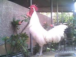 300 Ayam Ketawa Berkompetisi di Surabaya