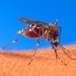 5 Kesalahpahaman Soal Nyamuk dan Penyakit yang Perlu Diketahui