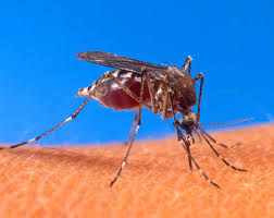 5 Kesalahpahaman Soal Nyamuk dan Penyakit yang Perlu Diketahui
