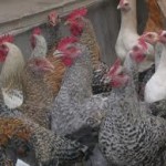 Harga Ayam Kampung Lebih Mahal Dari Daging Sapi di Bone