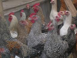 Harga Ayam Kampung Lebih Mahal Dari Daging Sapi di Bone
